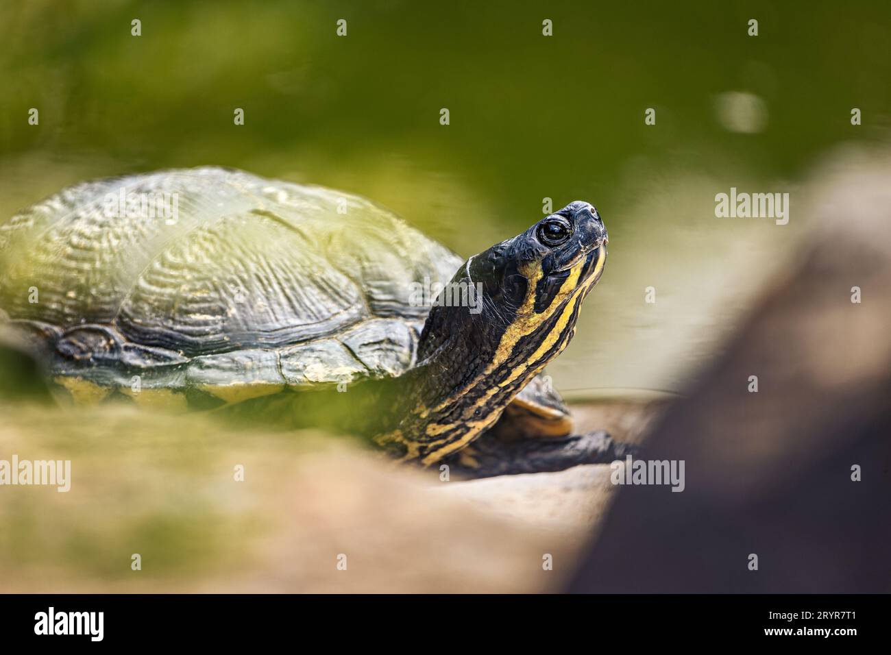 Un gros plan d'une tortue regardant vers le haut Banque D'Images