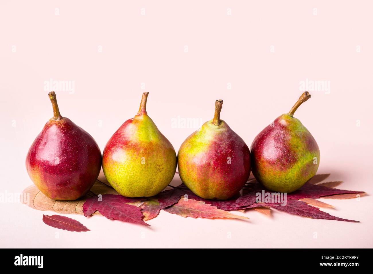 Poires mûres et sèches feuilles pourpres sur fond rose. Concept la récolte d'automne Banque D'Images