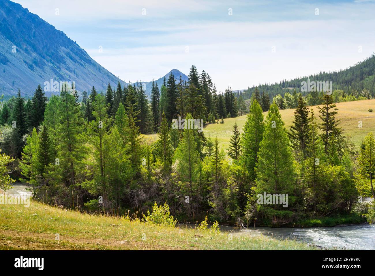 Rivière de montagne Chuja coule entre la forêt de conifères et les prairies Banque D'Images