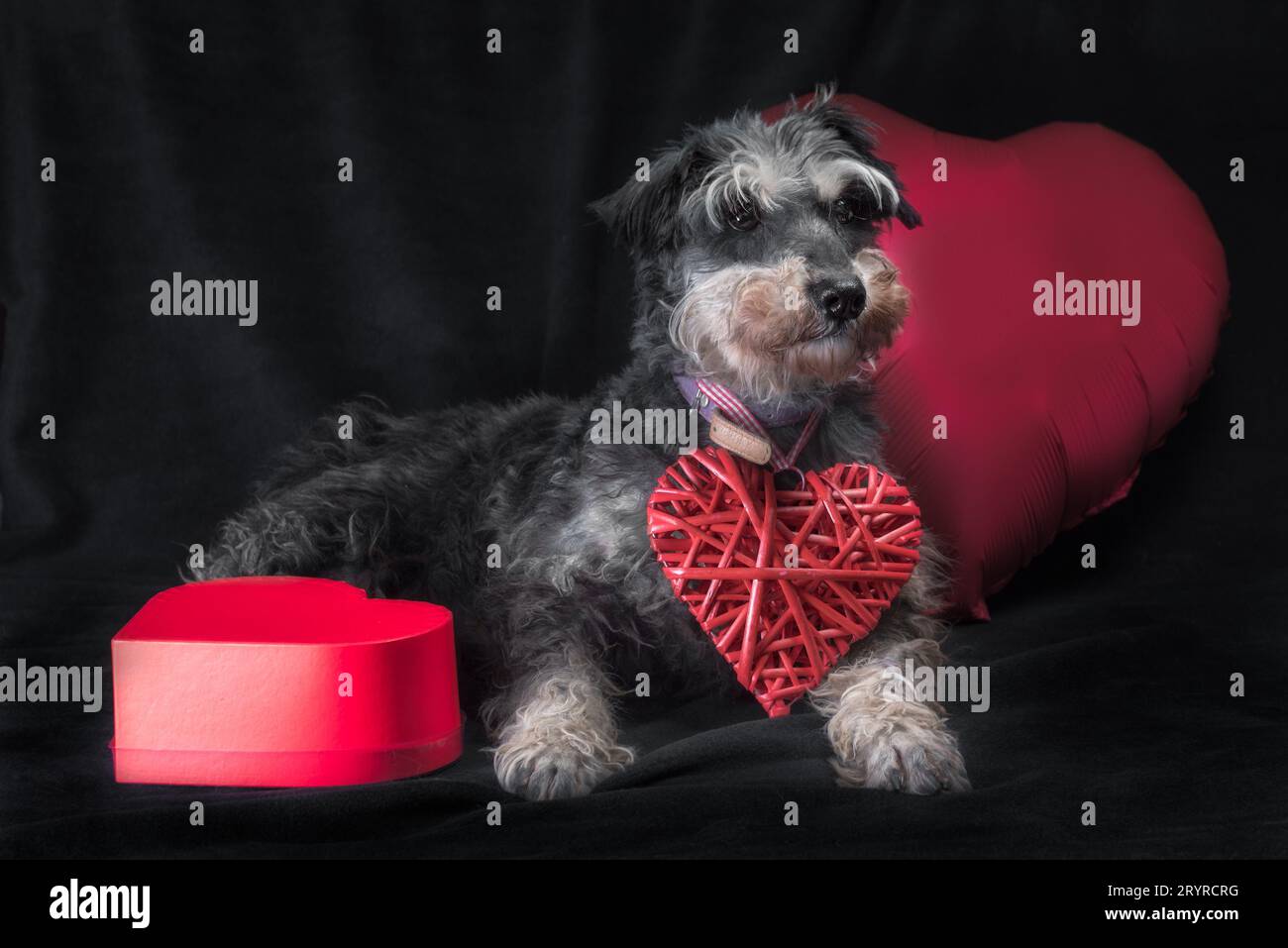Joyeux Saint Valentin chien miniature de race schnauzer avec un ballon en forme de cœur sur un fond noir Banque D'Images