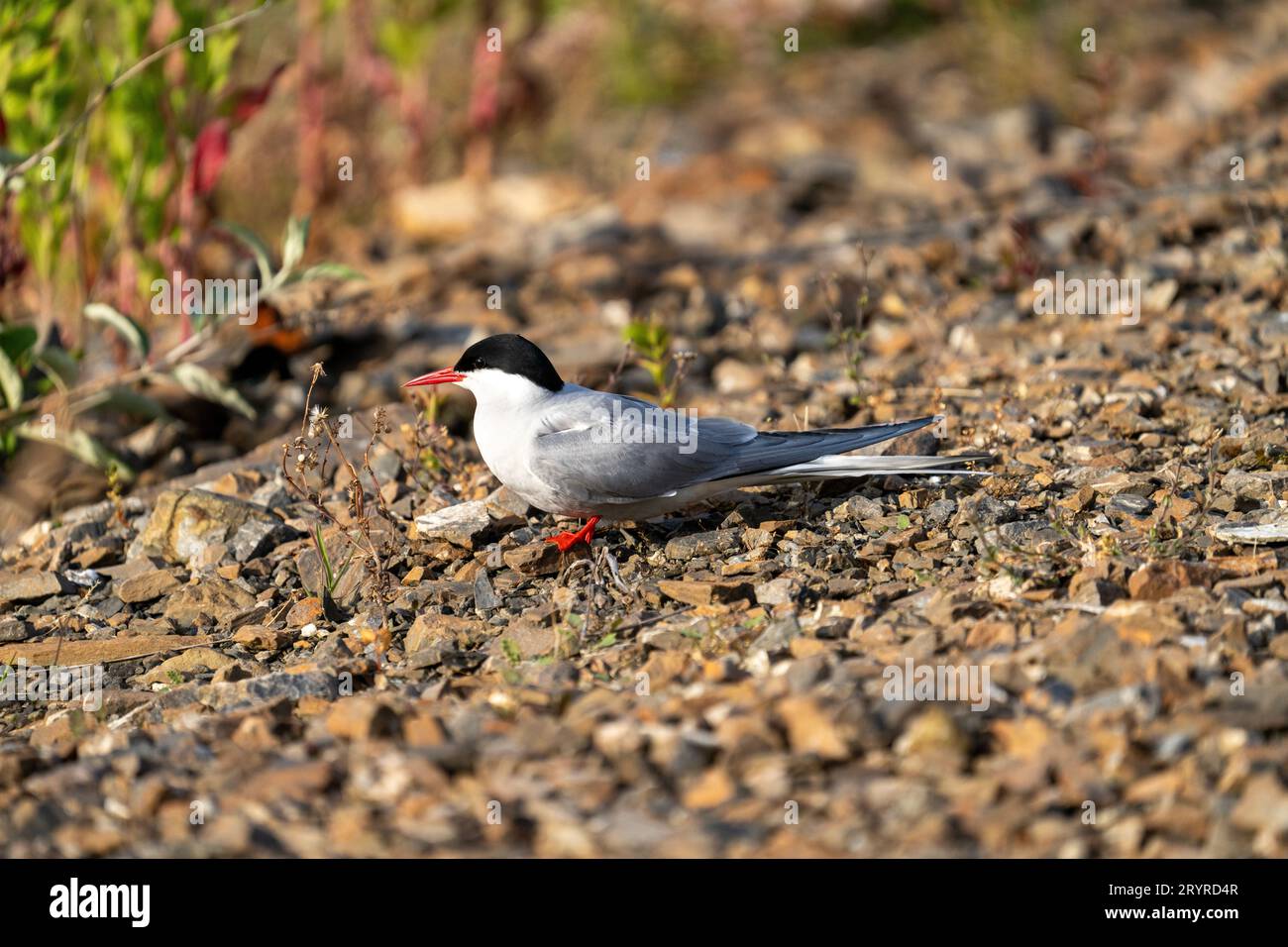 Portrait d'un oiseau au repos de la Sterne arctique Banque D'Images