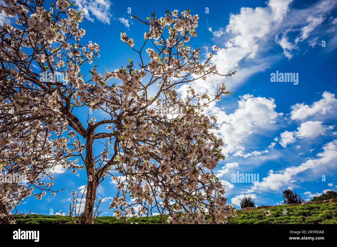 Olivier fleuri élégant Banque D'Images