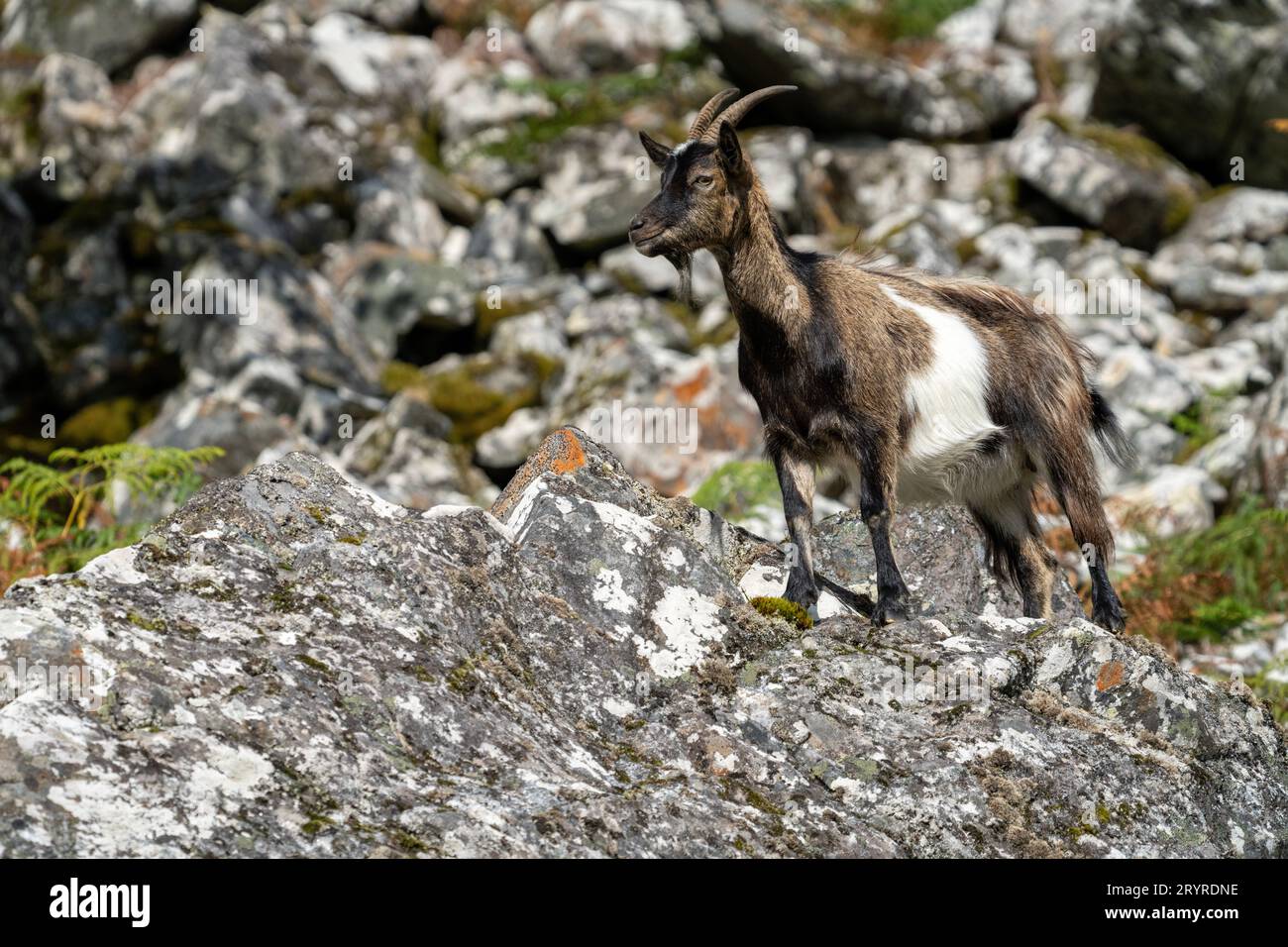 Nanny Wild Goat dans un habitat typique de blocs Banque D'Images