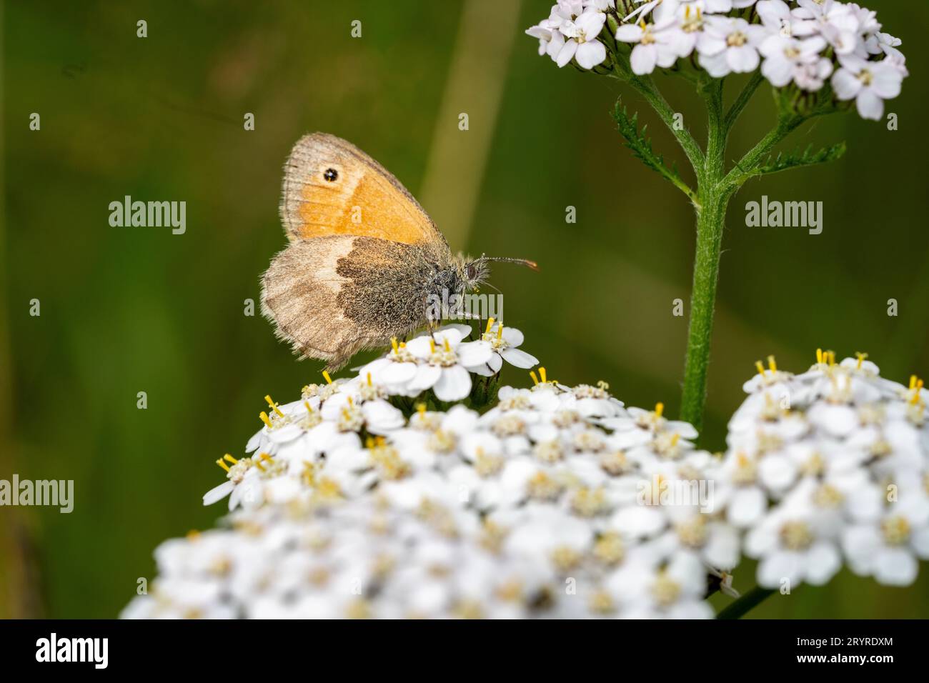 Papillon Small Heath Banque D'Images