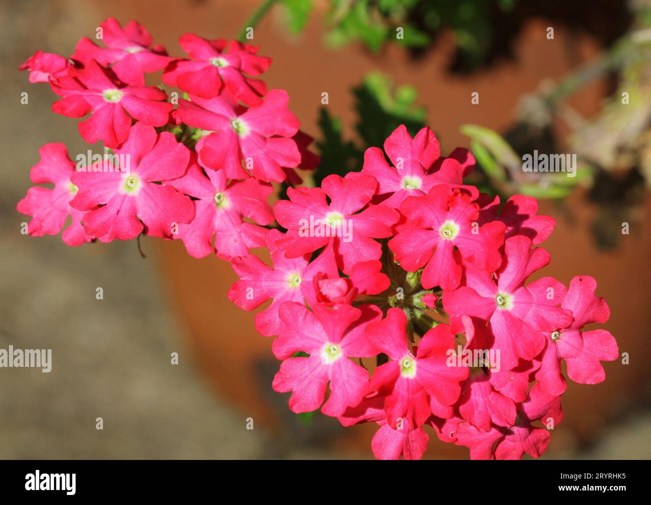 Gros plan de Verbena 'Enchantment Coral' Banque D'Images