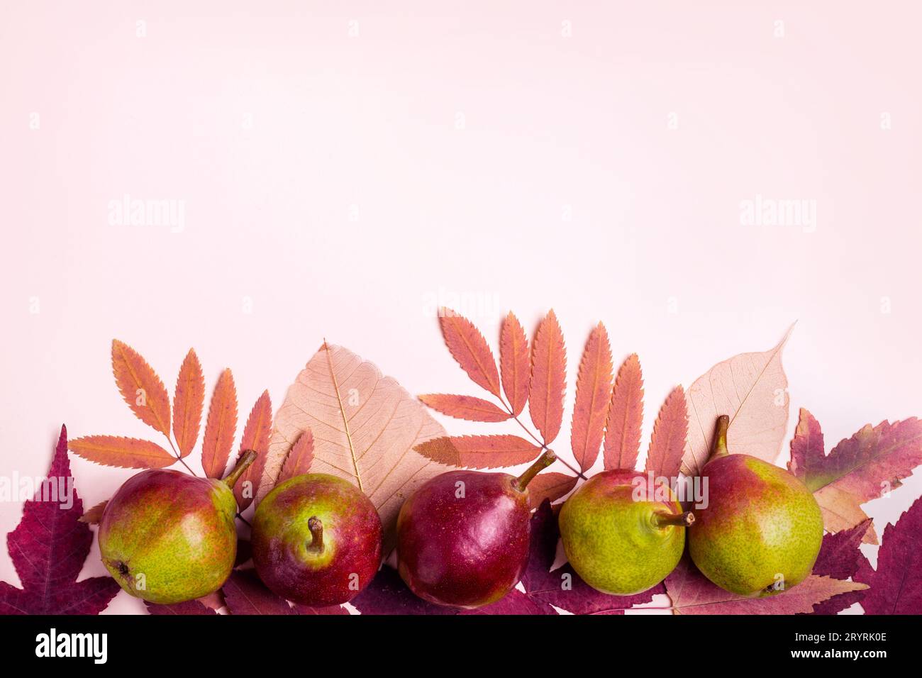 Composition naturelle de rose à sec des feuilles et les poires sur fond rose. Concept la récolte d'automne Banque D'Images