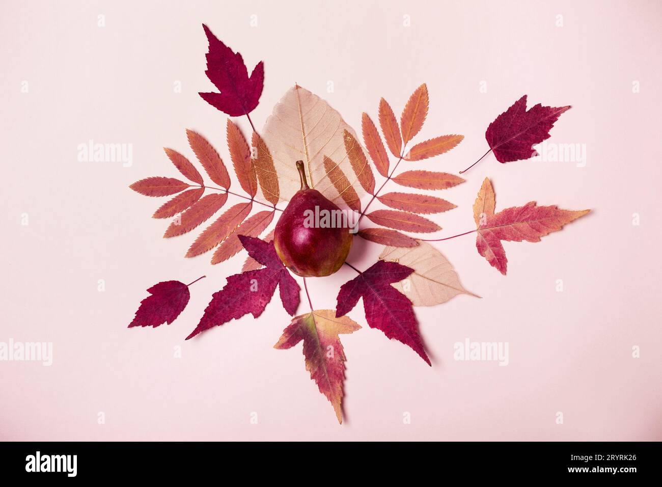 Composition naturelle de feuilles roses sèches. Poire sur fond rose. Concept de récolte d'automne Banque D'Images