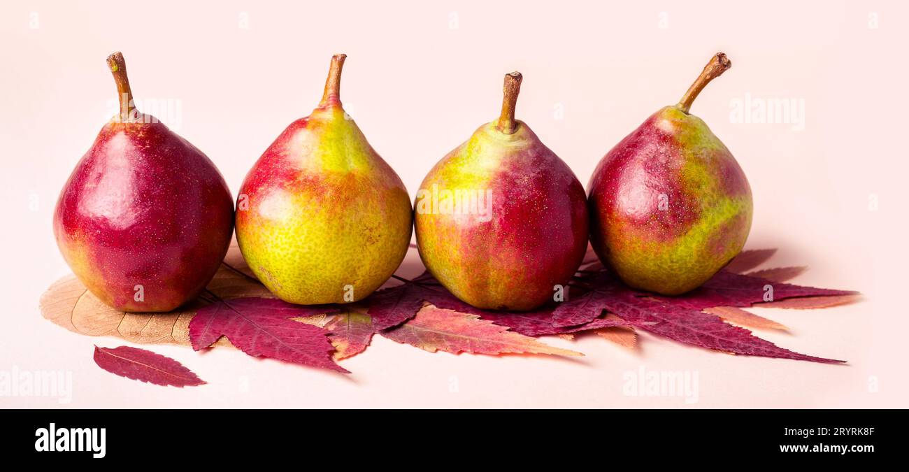 Poires mûres et sèches feuilles pourpres sur fond rose. Concept la récolte d'automne. Banque D'Images