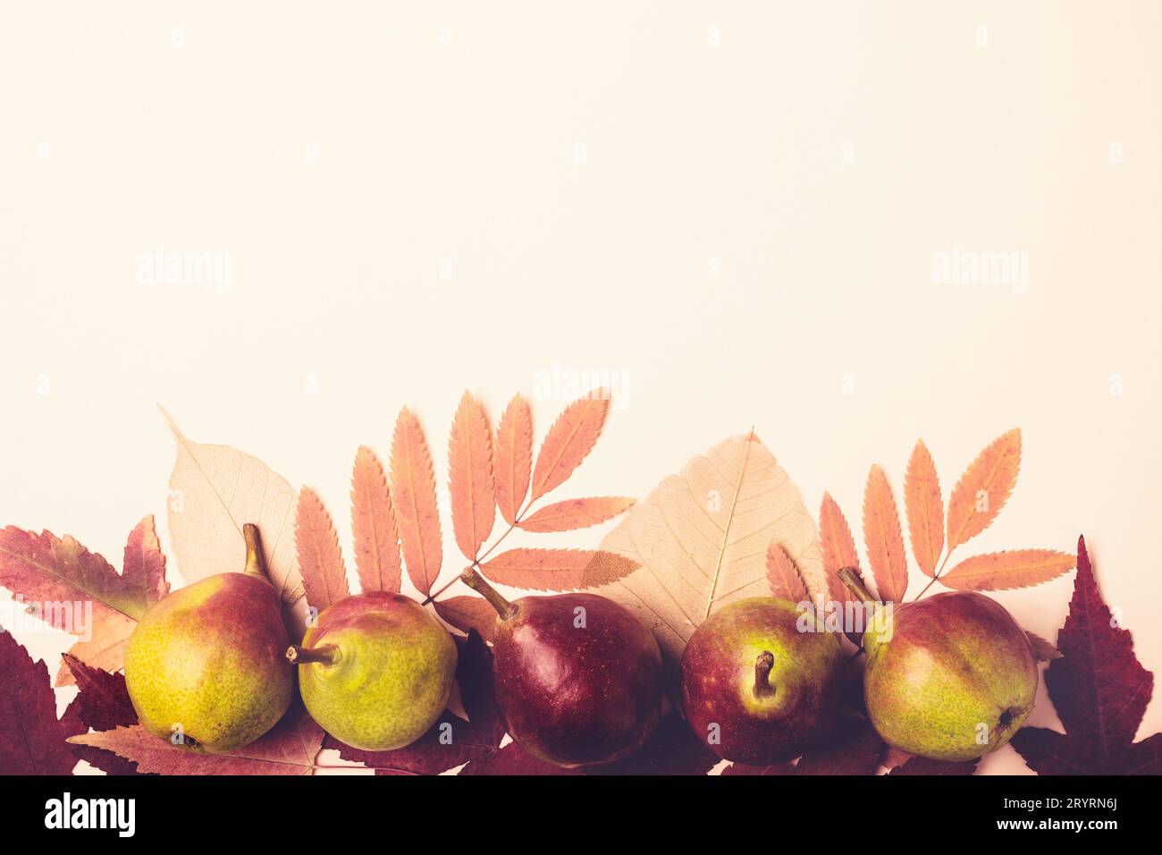Composition naturelle de rose à sec des feuilles et les poires sur fond rose. Concept la récolte d'automne Banque D'Images