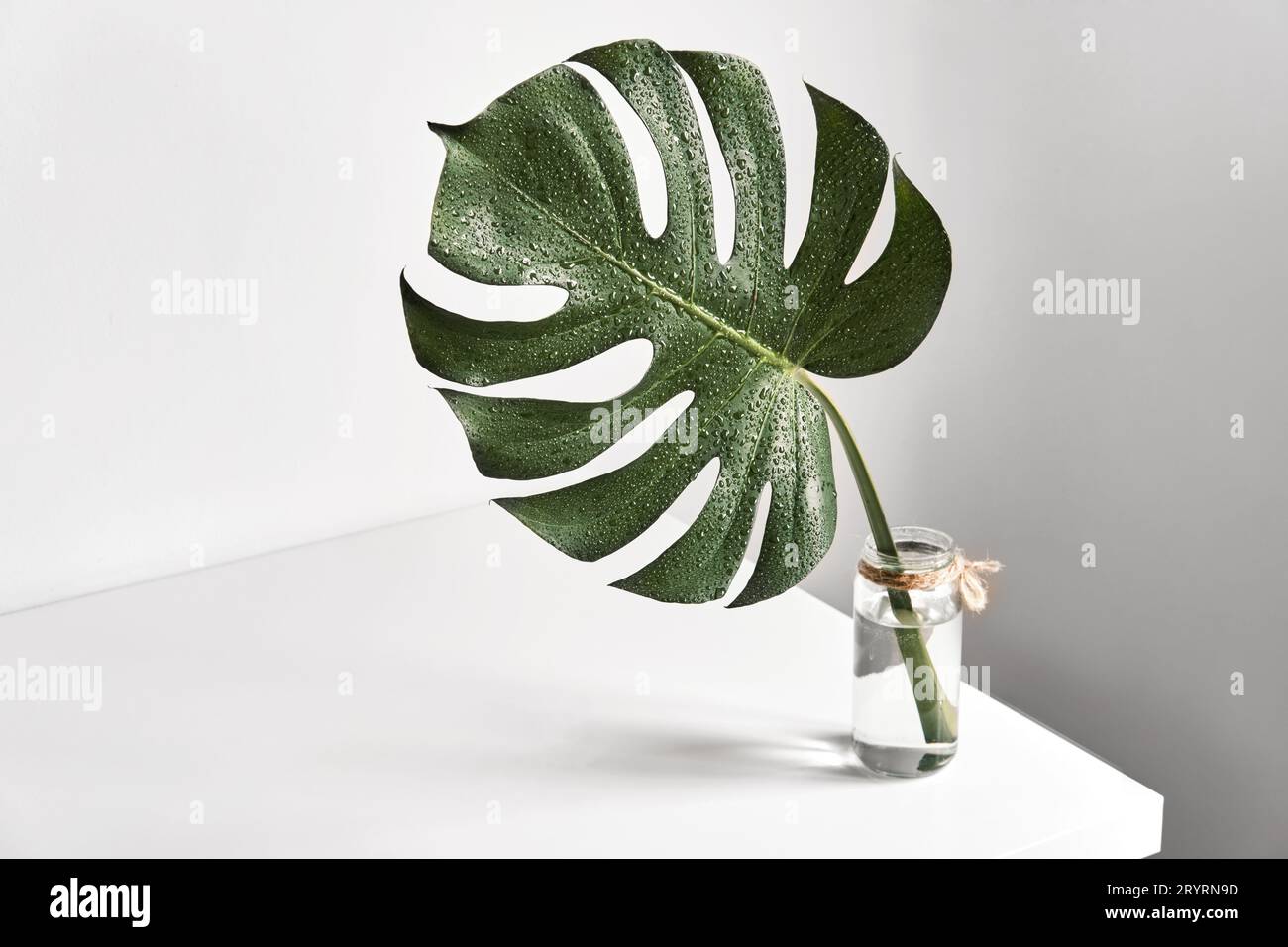Monstera feuille tropicale dans un vase en verre debout sur une table blanche. Esthétique moderne intérieur minimal Banque D'Images