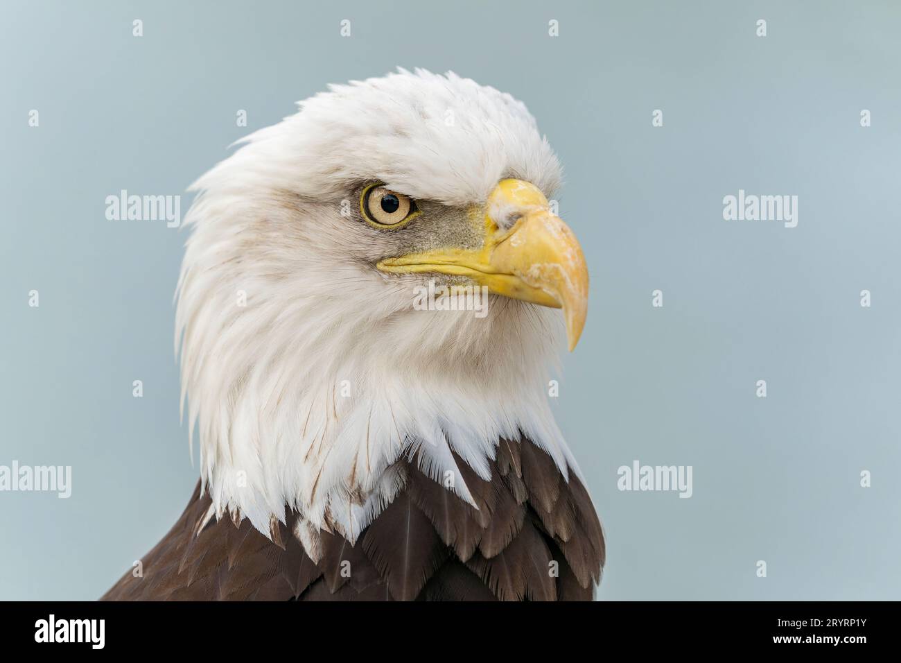 Portrait d'un majestueux aigle à tête blanche adulte (Haliaeetus leucocephalus). Symbole national américain. Vue avant. Banque D'Images