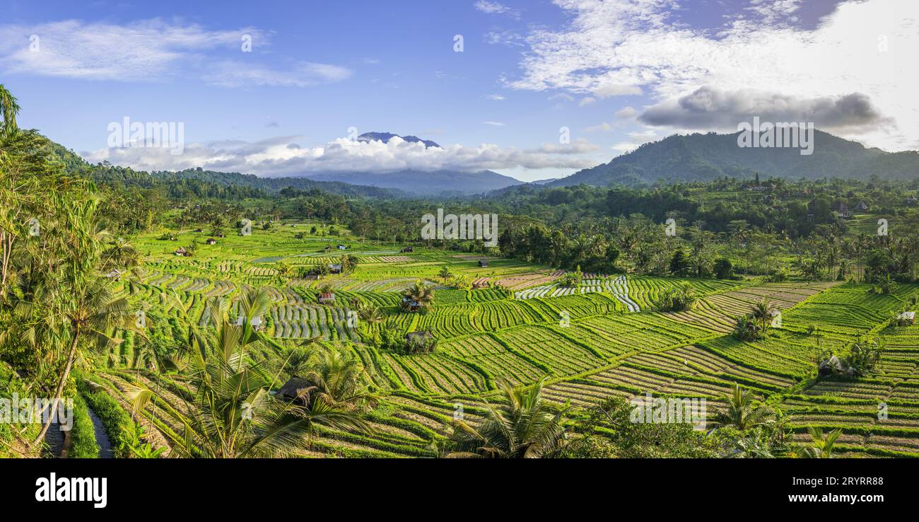 Rizières dans la vallée de Sidemen avec le mont Agung en arrière-plan, Bali, Indonésie Banque D'Images