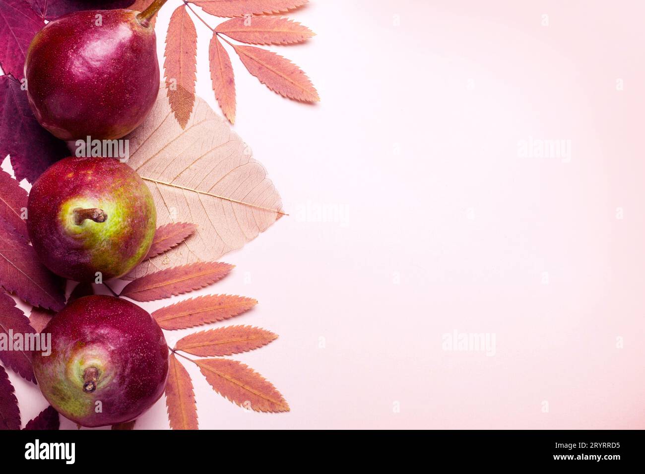 Composition naturelle de rose à sec des feuilles et les poires sur fond rose. Concept la récolte d'automne. Banque D'Images