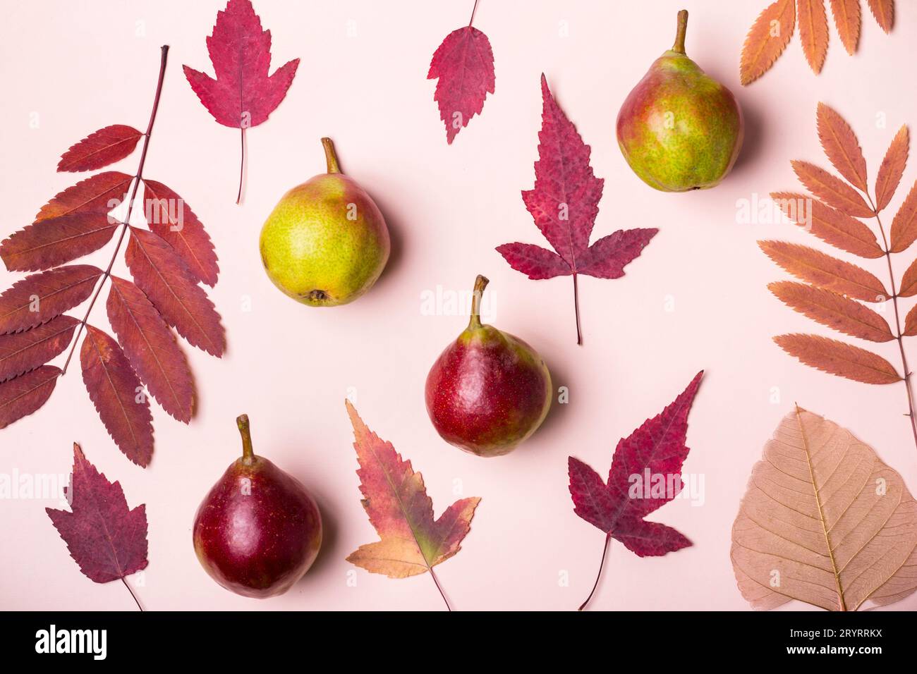Composition naturelle de rose à sec des feuilles et les poires sur fond rose. Concept la récolte d'automne. Banque D'Images