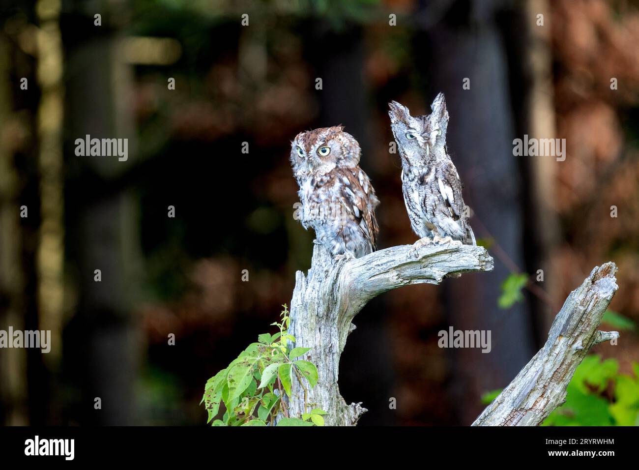 Deux chouettes à l'allure sage perchées sur une branche d'arbre qui arpentent le paysage environnant Banque D'Images