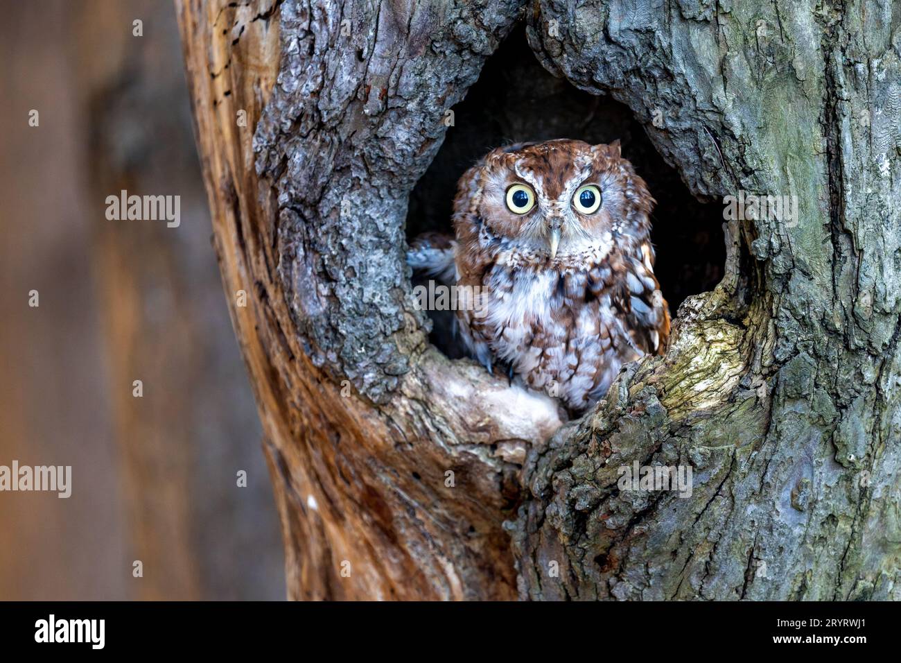 Un petit chouette mignon perché dans un trou rond dans un tronc d'arbre Banque D'Images