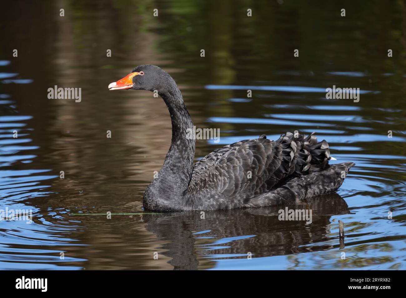 Cygnus atratus Cygnus Noir de profil en eau calme qui se reproduit principalement dans les régions du sud-est et du sud-ouest de l'Australie Banque D'Images