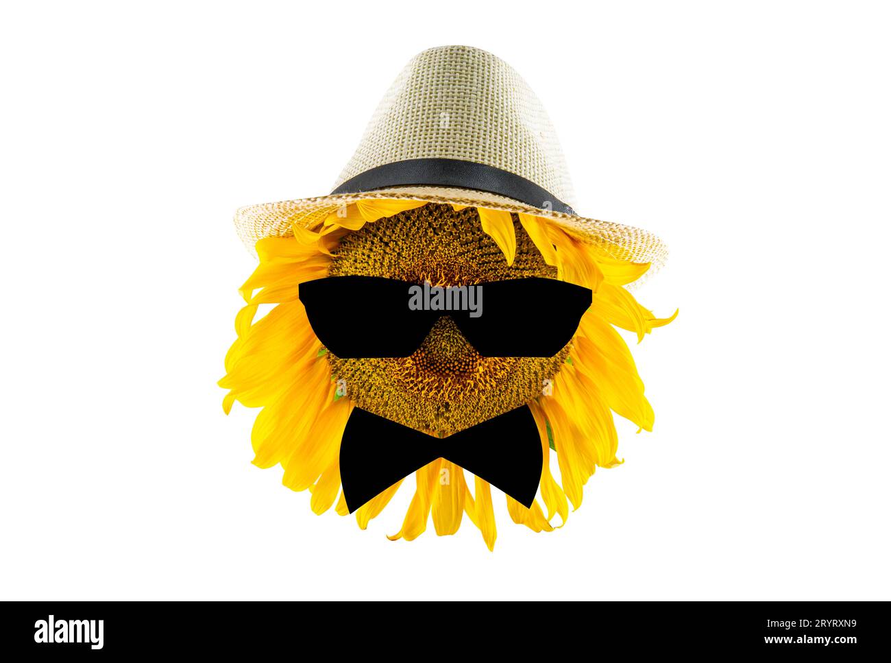 Tournesol jaune en fleurs portant un chapeau, des lunettes de soleil et un noeud papillon (gros plan), isolé sur un fond blanc. Concept de production d'huile agricole et végétale Banque D'Images