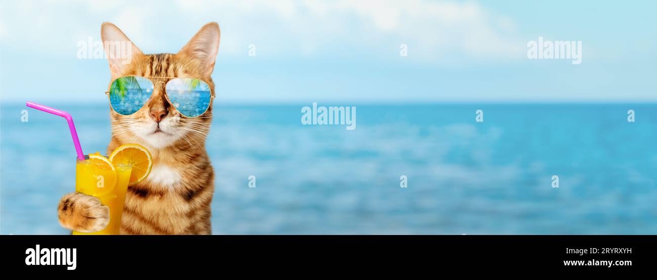Chat drôle dans les lunettes de soleil tient un cocktail tropical Banque D'Images