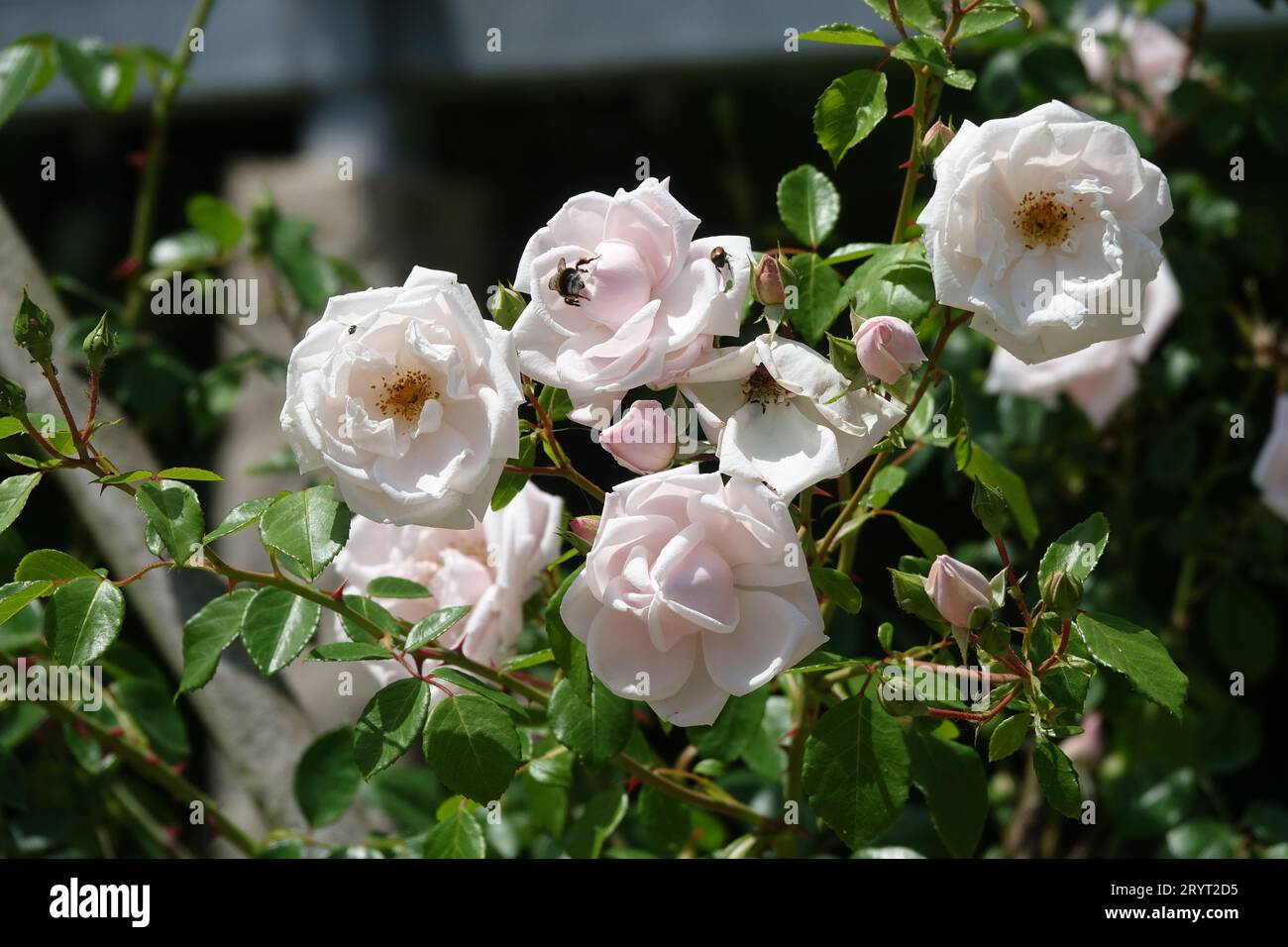 Rosa New Dawn, rose grimpeuse, pergola, espalier Banque D'Images