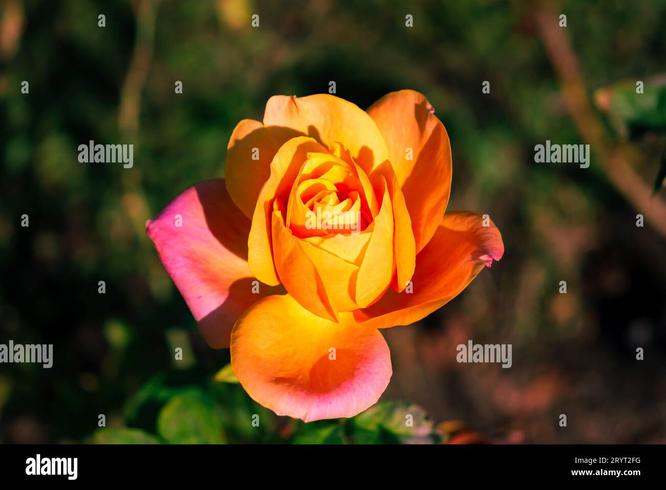 Fleur de rose de thé hybride simple orange et rose sur un fond de bokeh. Tourné en Roumanie Banque D'Images