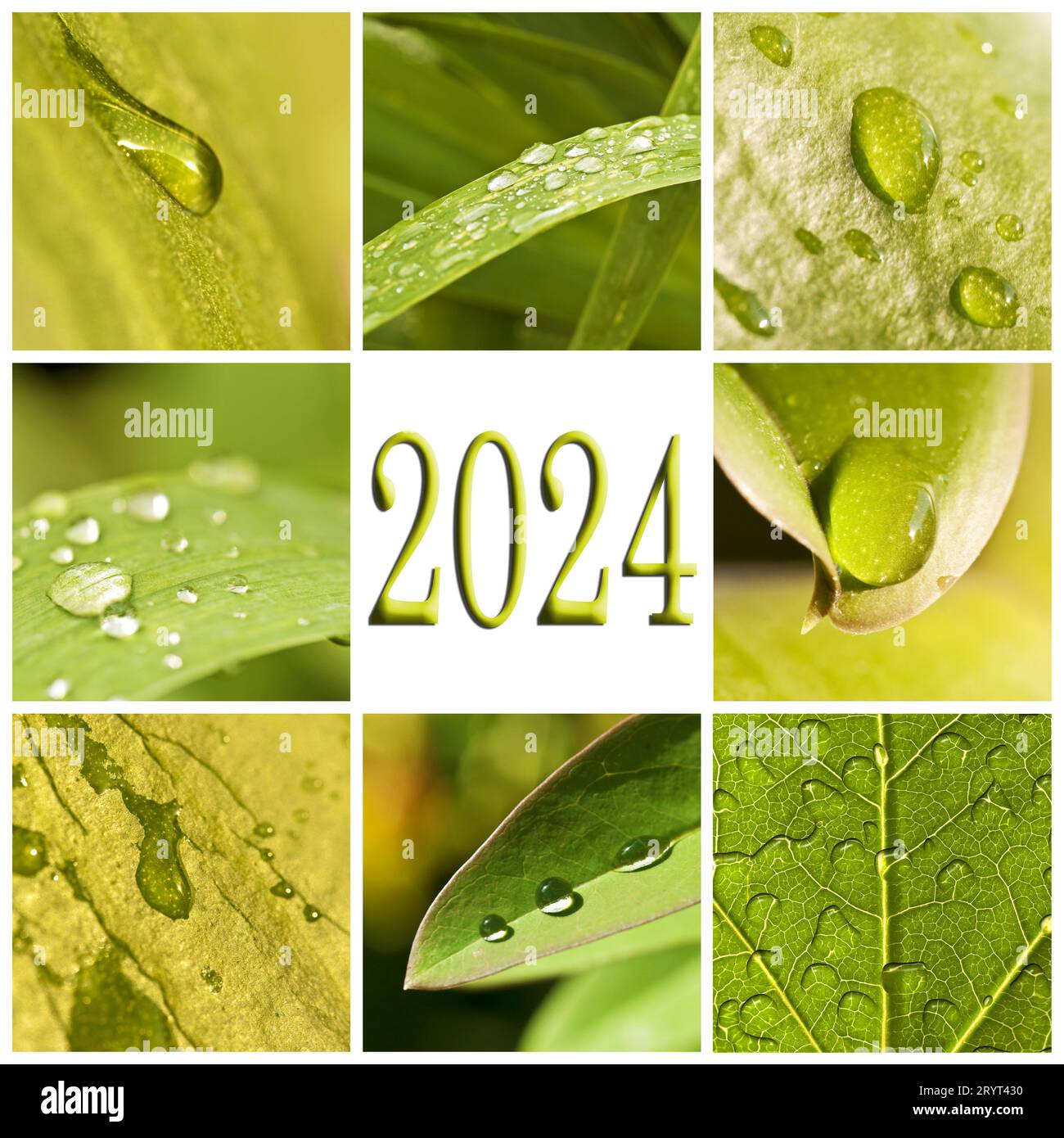 2024, feuilles vertes et gouttes de pluie collage photo, nature et concept d'eau Banque D'Images