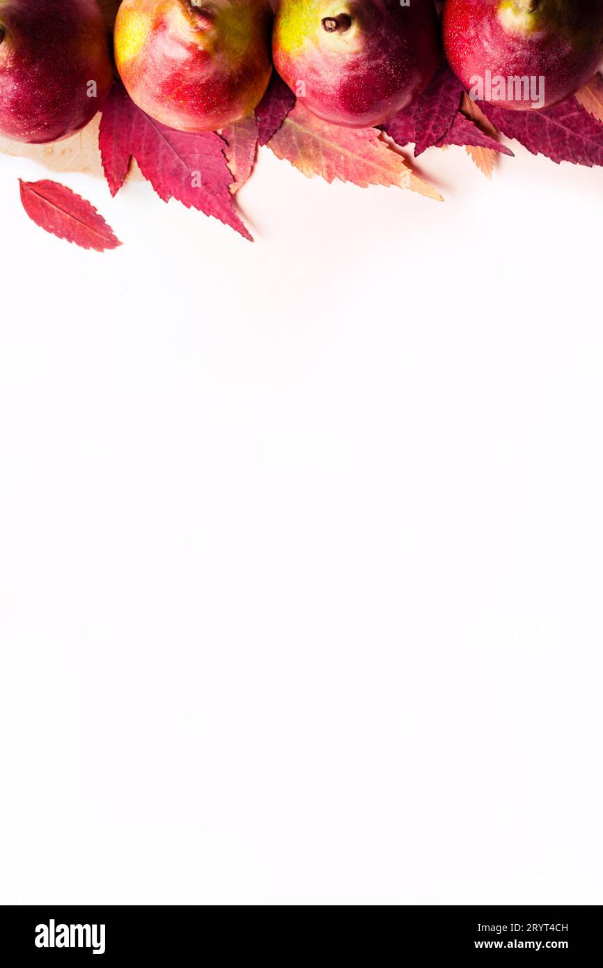 Poires mûres et sèches feuilles pourpres sur fond rose. Concept la récolte d'automne. Banque D'Images