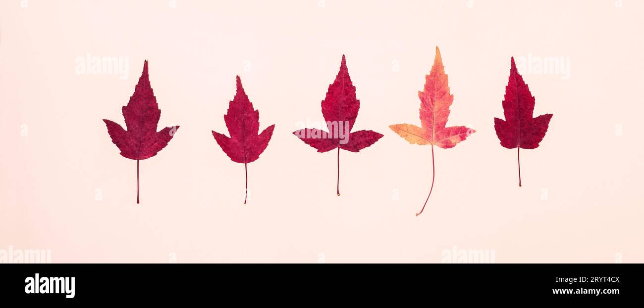 Motif de feuilles d'automne multicolore sur fond rose Banque D'Images