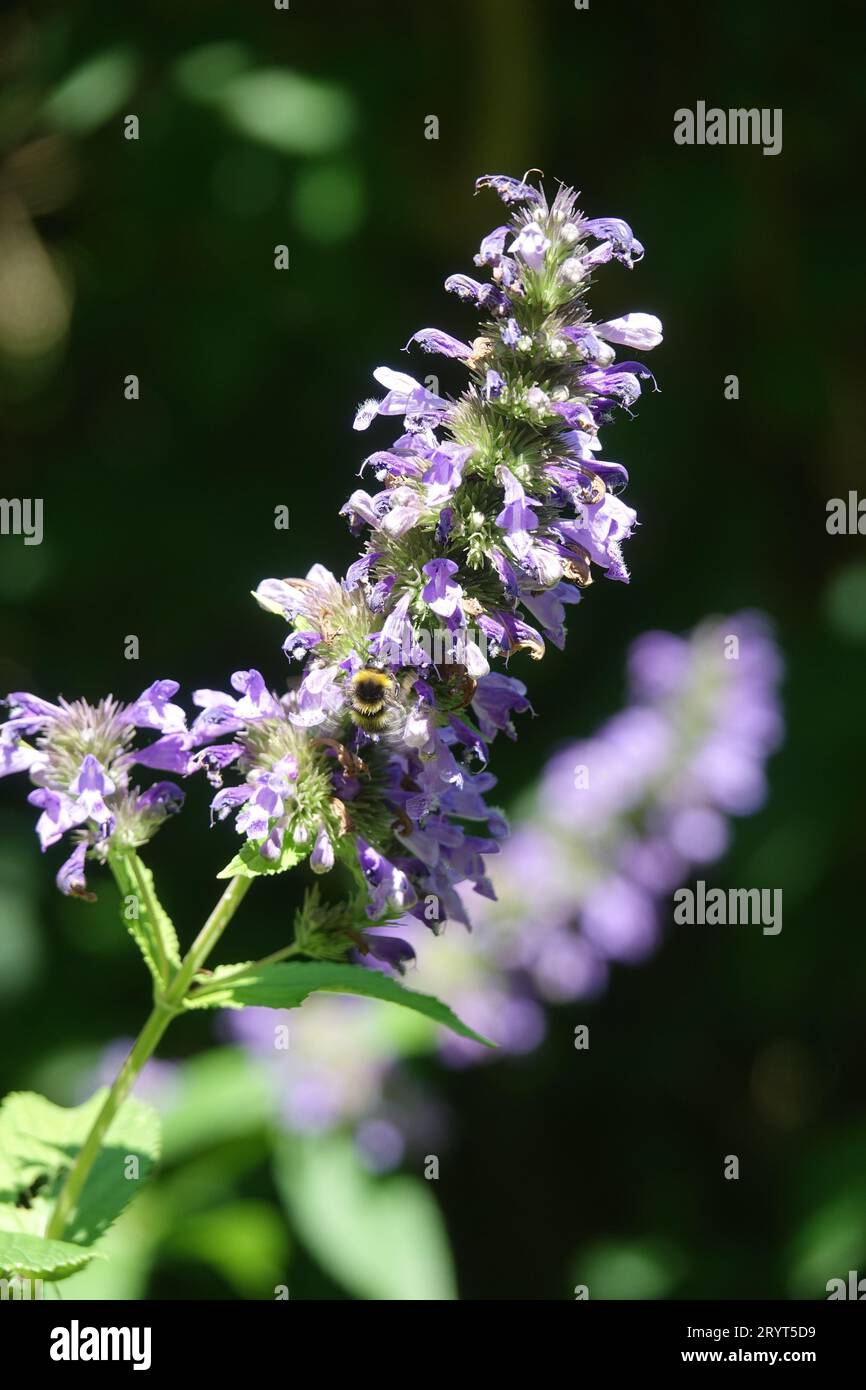 Nepeta cyanea, menthe caucasienne, bourdon Banque D'Images
