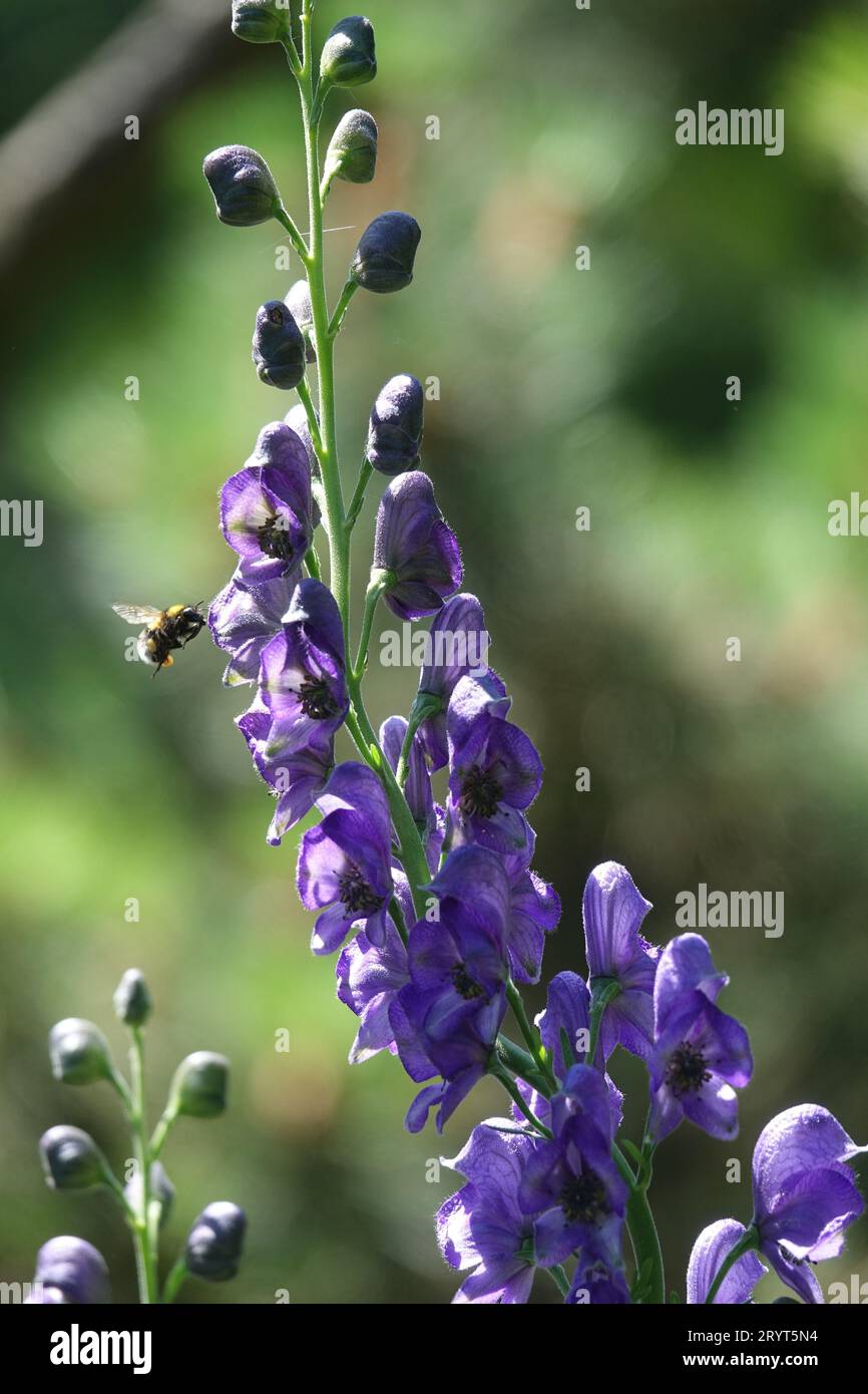 Aconitum variegatum, aconite panachée, bourdon Banque D'Images