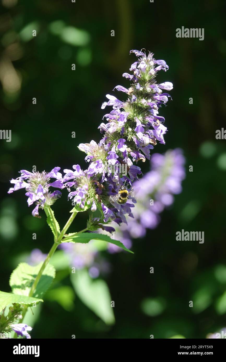 Nepeta cyanea, menthe caucasienne, bourdon Banque D'Images