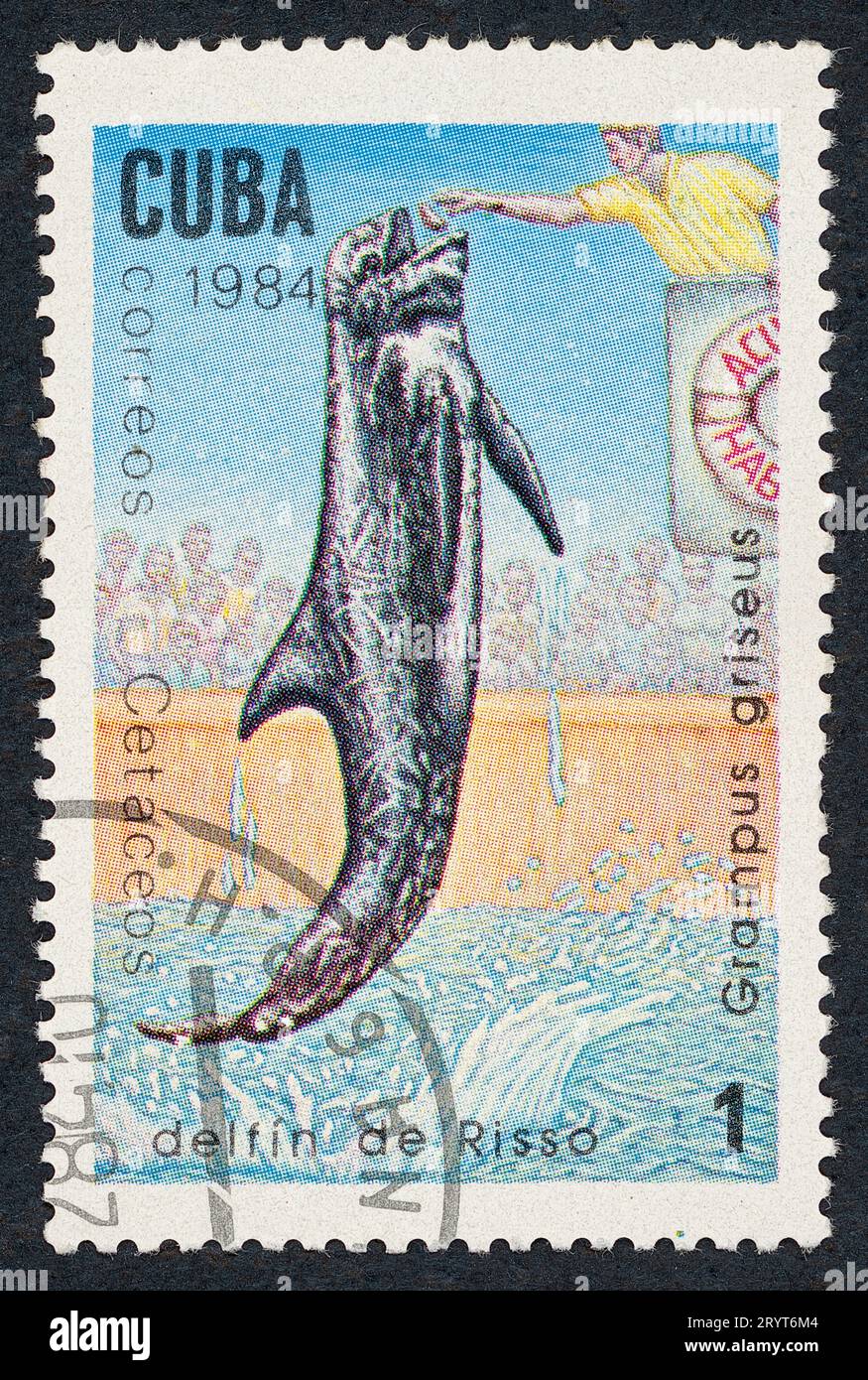 Le dauphin de Risso (Grampus griseus). Série cétacés. Timbre-poste émis à Cuba en 1984. Banque D'Images