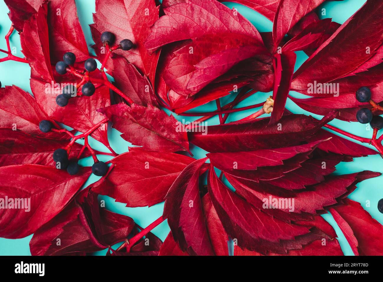 Fond d'automne. Feuilles violettes et baies bleues de raisins sauvages Banque D'Images