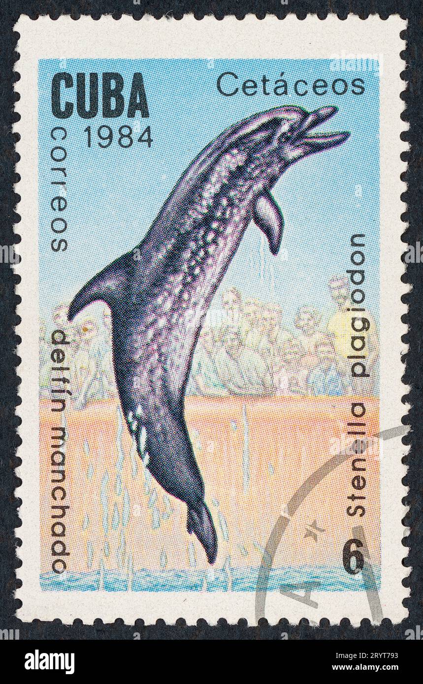Le dauphin tacheté de l'Atlantique (Stenella frontalis ou plagiodon). Série cétacés. Timbre-poste émis à Cuba en 1984. Banque D'Images