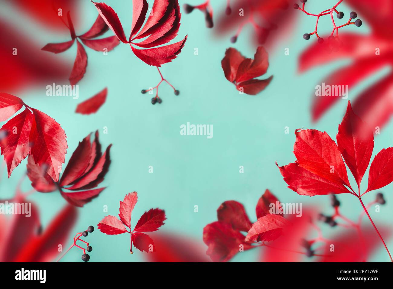 Les feuilles violettes et les baies bleues lévitent sur fond bleu. Cadre d'automne aéré transparent, espace de copie Banque D'Images