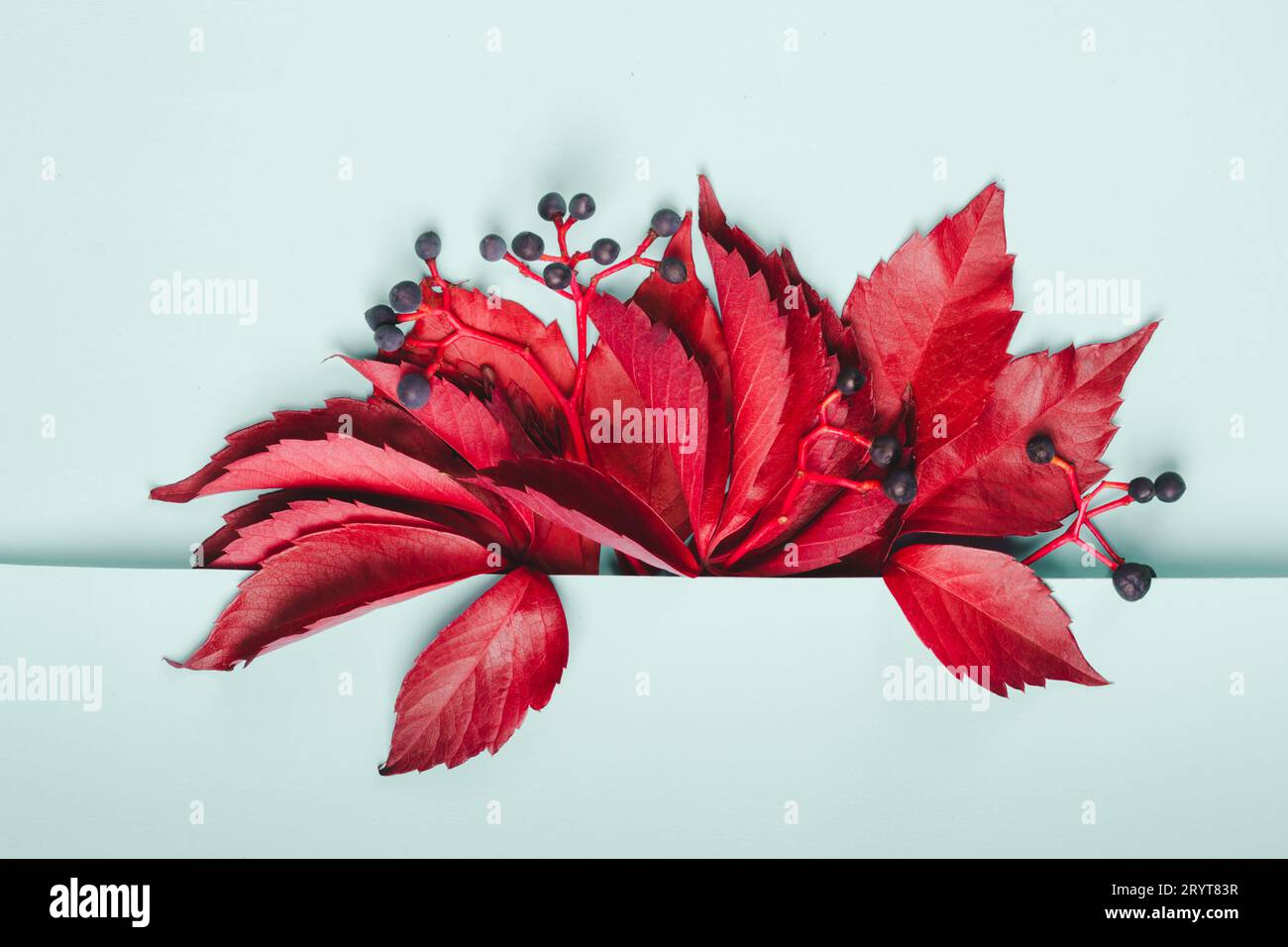 Bouquet de feuilles rouges et baies bleues de raisins sauvages sur fond bleu pastel Banque D'Images