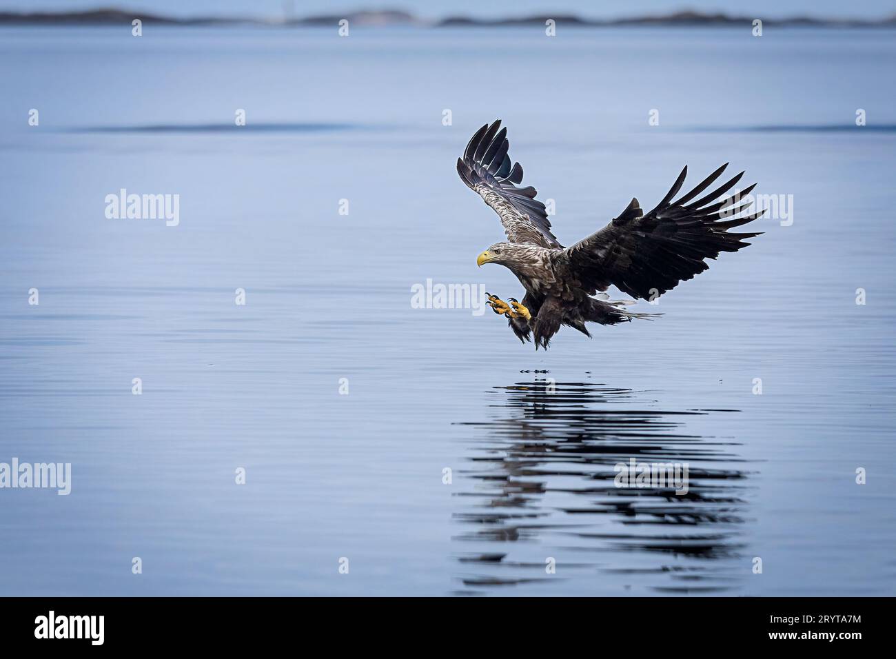 White-tailed Eagle Banque D'Images