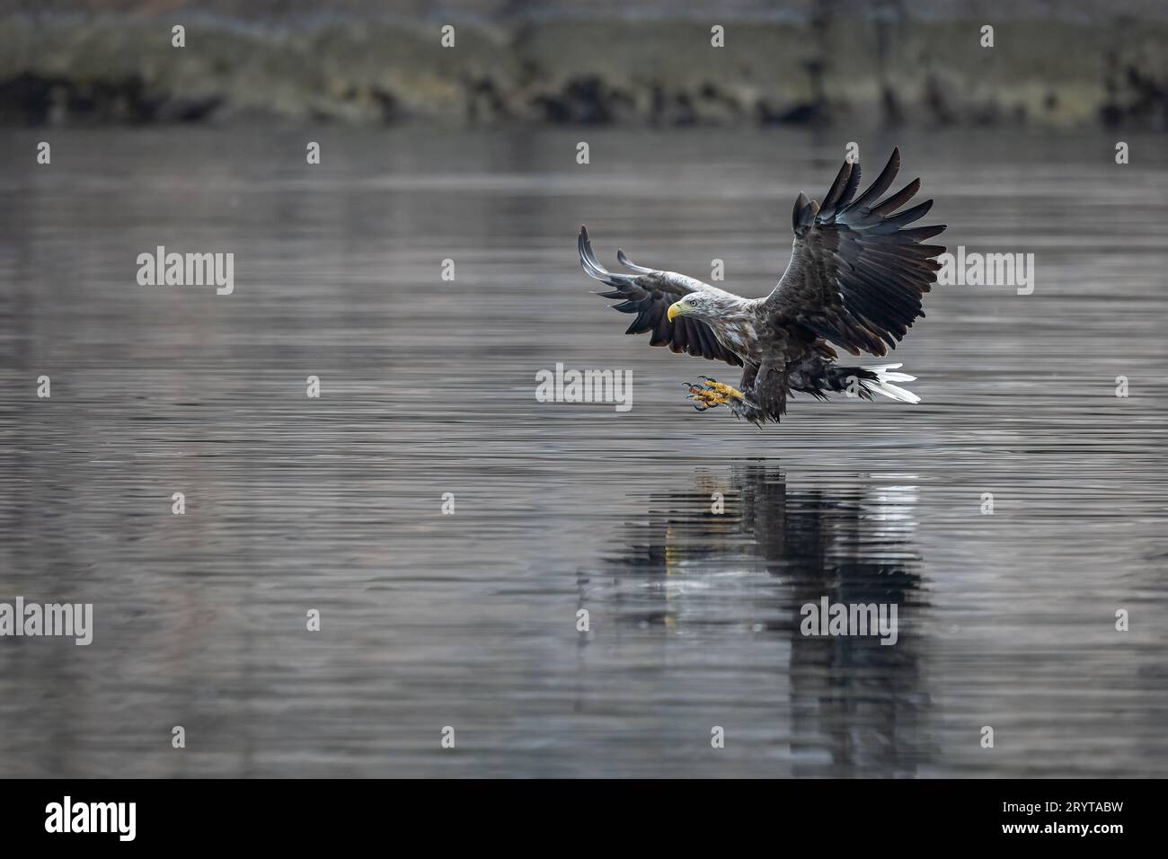 White-tailed Eagle Banque D'Images