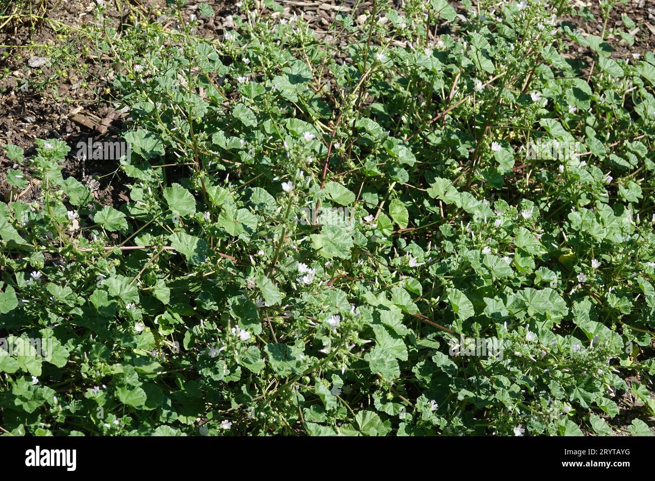 Malva neglecta, mauve commune Banque D'Images