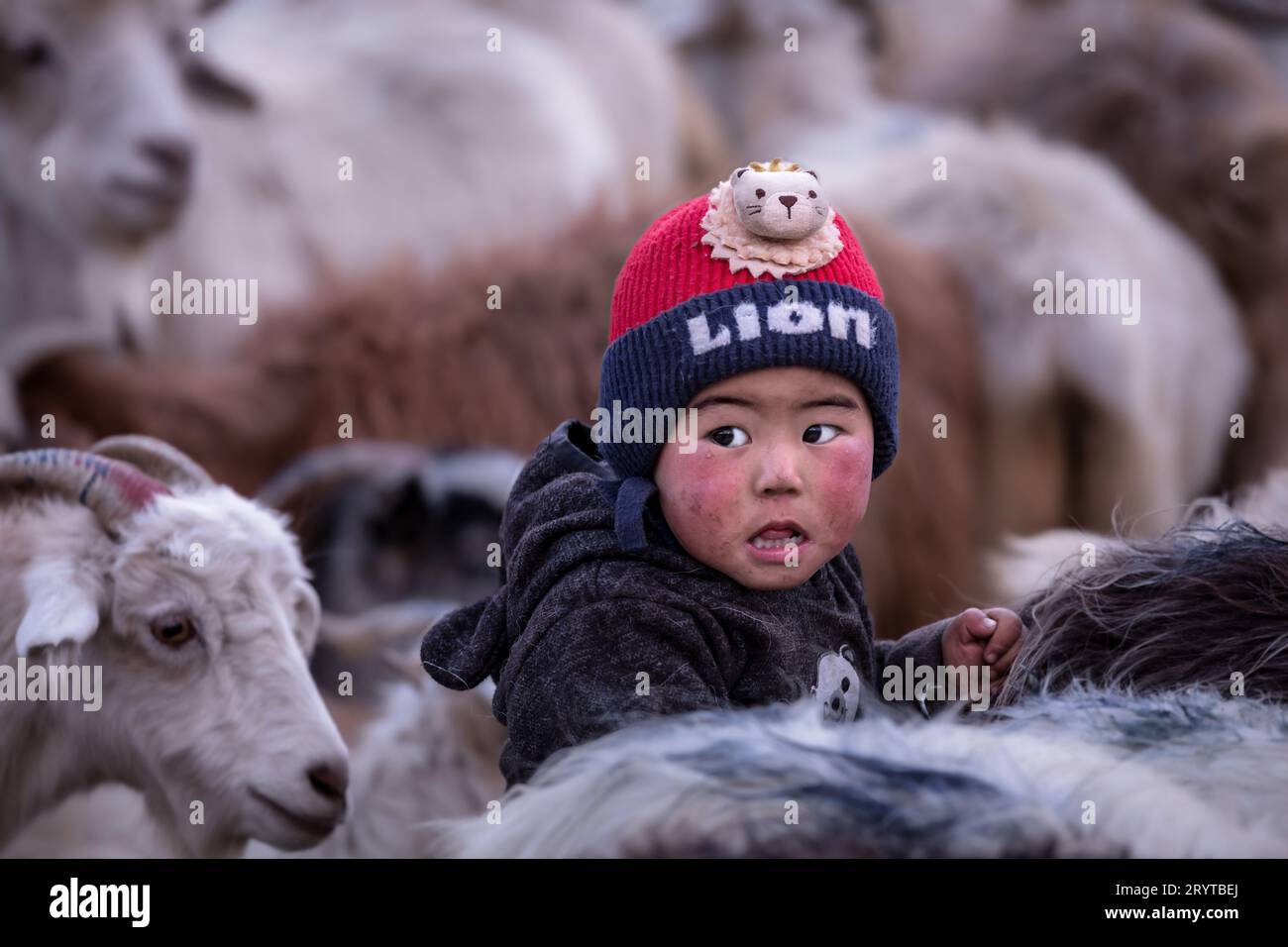 Portrait d'un jeune nomade Changpa parmi les chèvres, Ladakh, Inde Banque D'Images