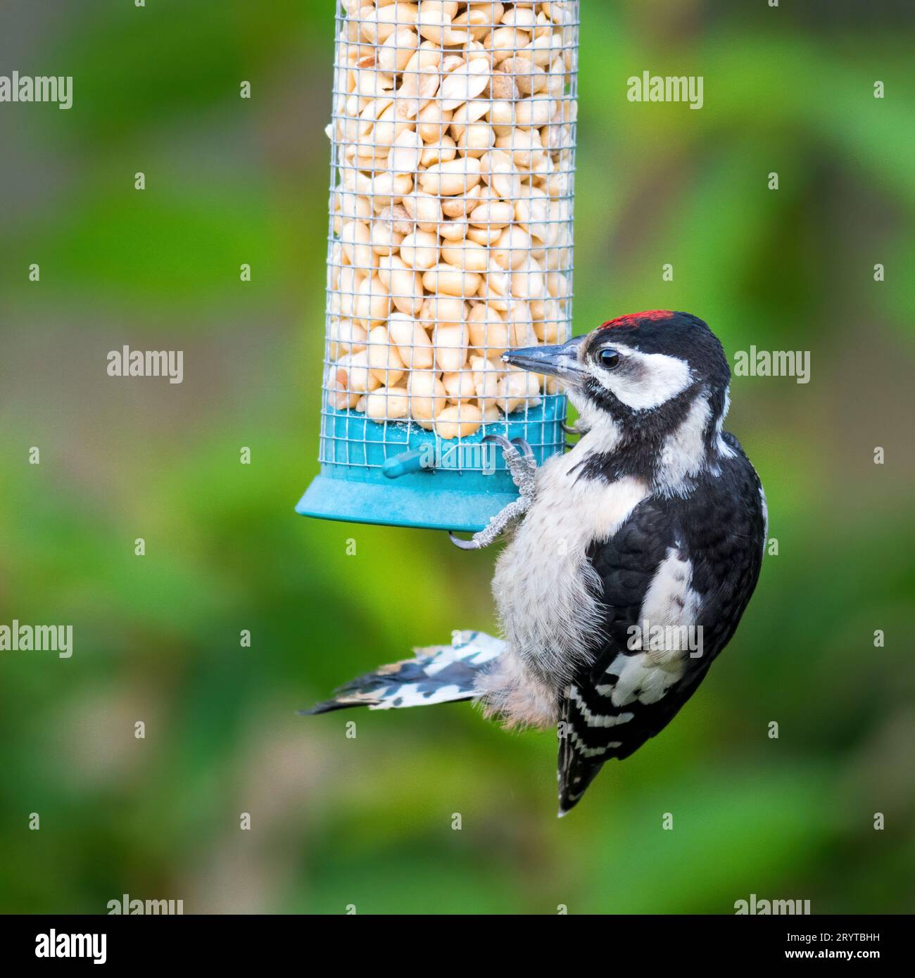 Un grand pic-bois juvénile sur une mangeoire à oiseaux Banque D'Images