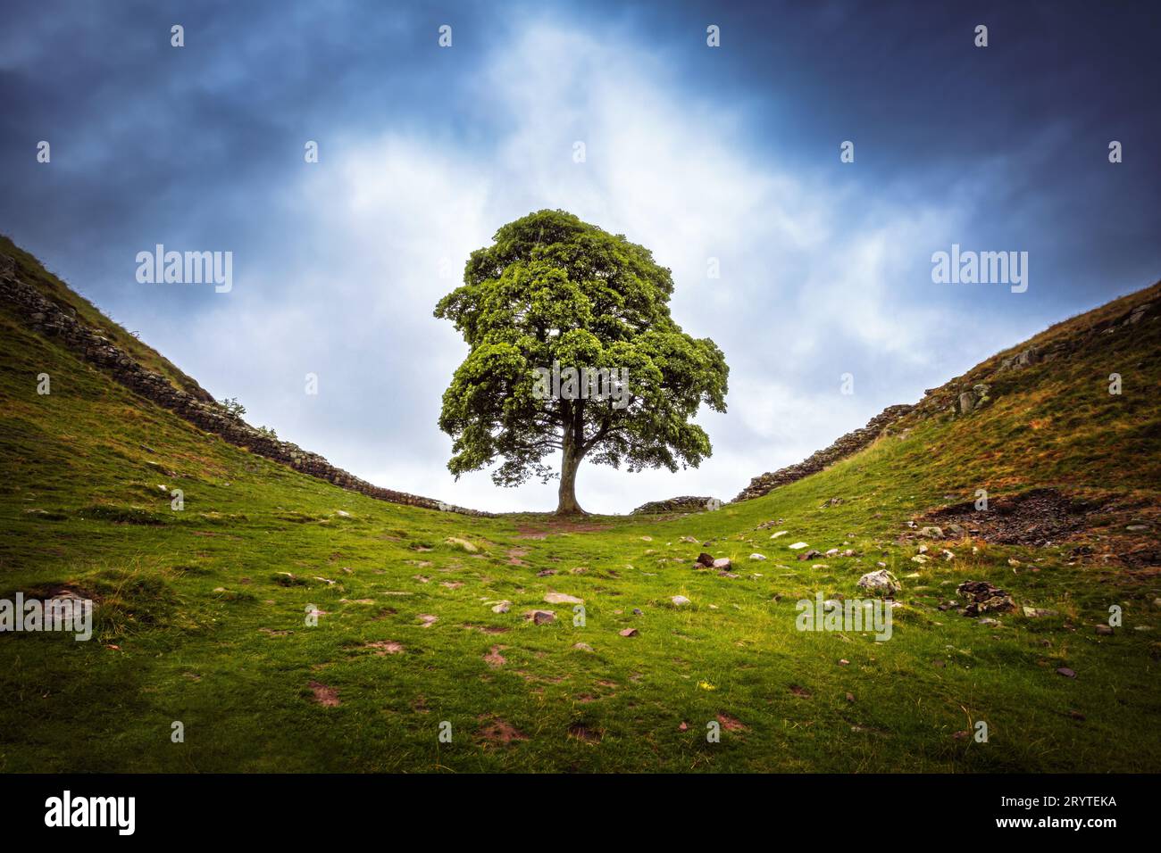 Arbre Sycamore Gap, à côté du mur d'Hadrien, pris l'été 2023 Banque D'Images