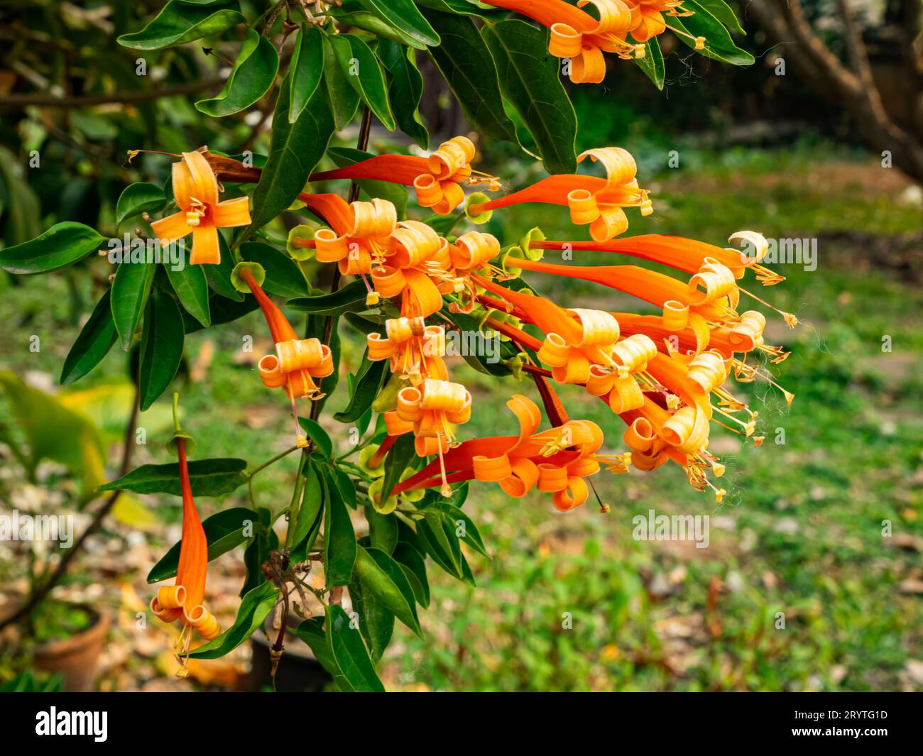 Groupe de fleurs de trompette orange en fleurs ou Pyrostergia venusta suspendues dans une vigne. Banque D'Images