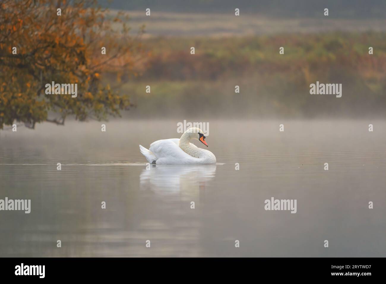 Un cygne blanc glisse paisiblement sur un lac brumeux entouré de feuilles jaunes vibrantes Banque D'Images
