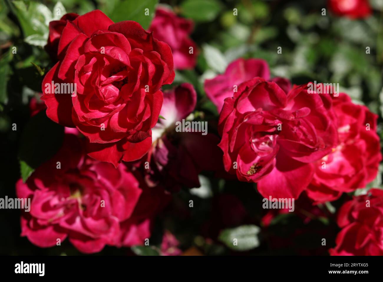 roses rouge vif dans le jardin d'automne Banque D'Images