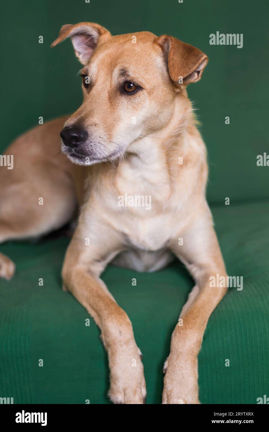 Chien beige assis sur le canapé vert Banque D'Images