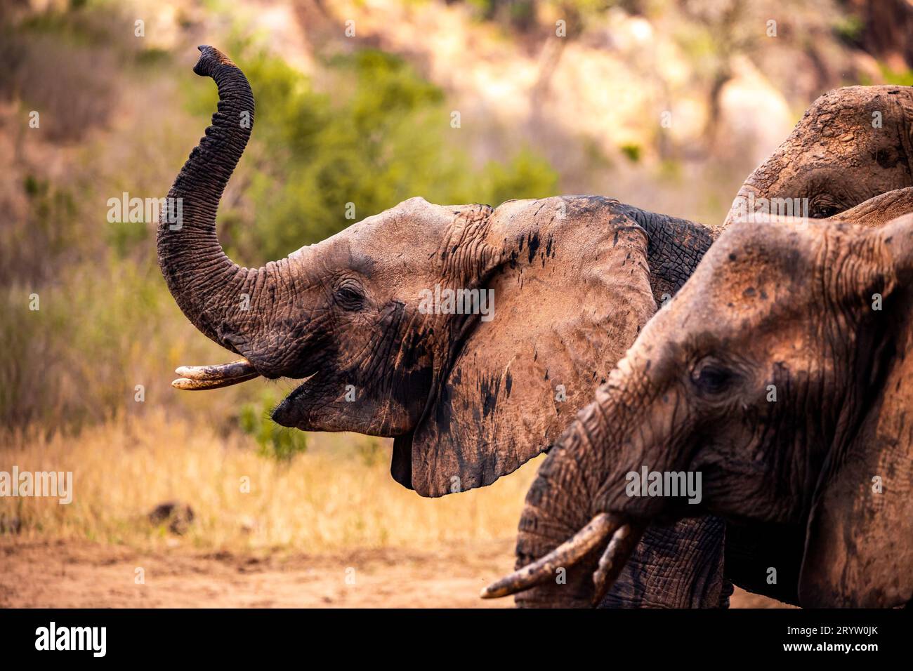 Éléphant au Kenya. Safari dans le parc national de Tsavo. Les éléphants rouges dans la nature. Afrique Banque D'Images