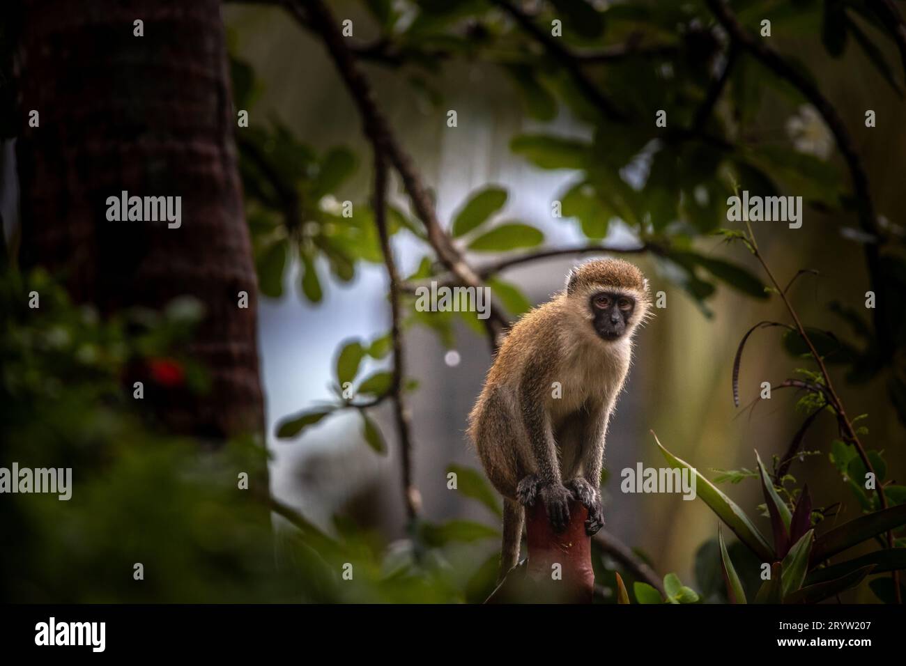 Bébé singe dans l'arbre à la recherche de fruits. Mignon petit animal, singes, Mombasa, Kenya, Afrique Banque D'Images
