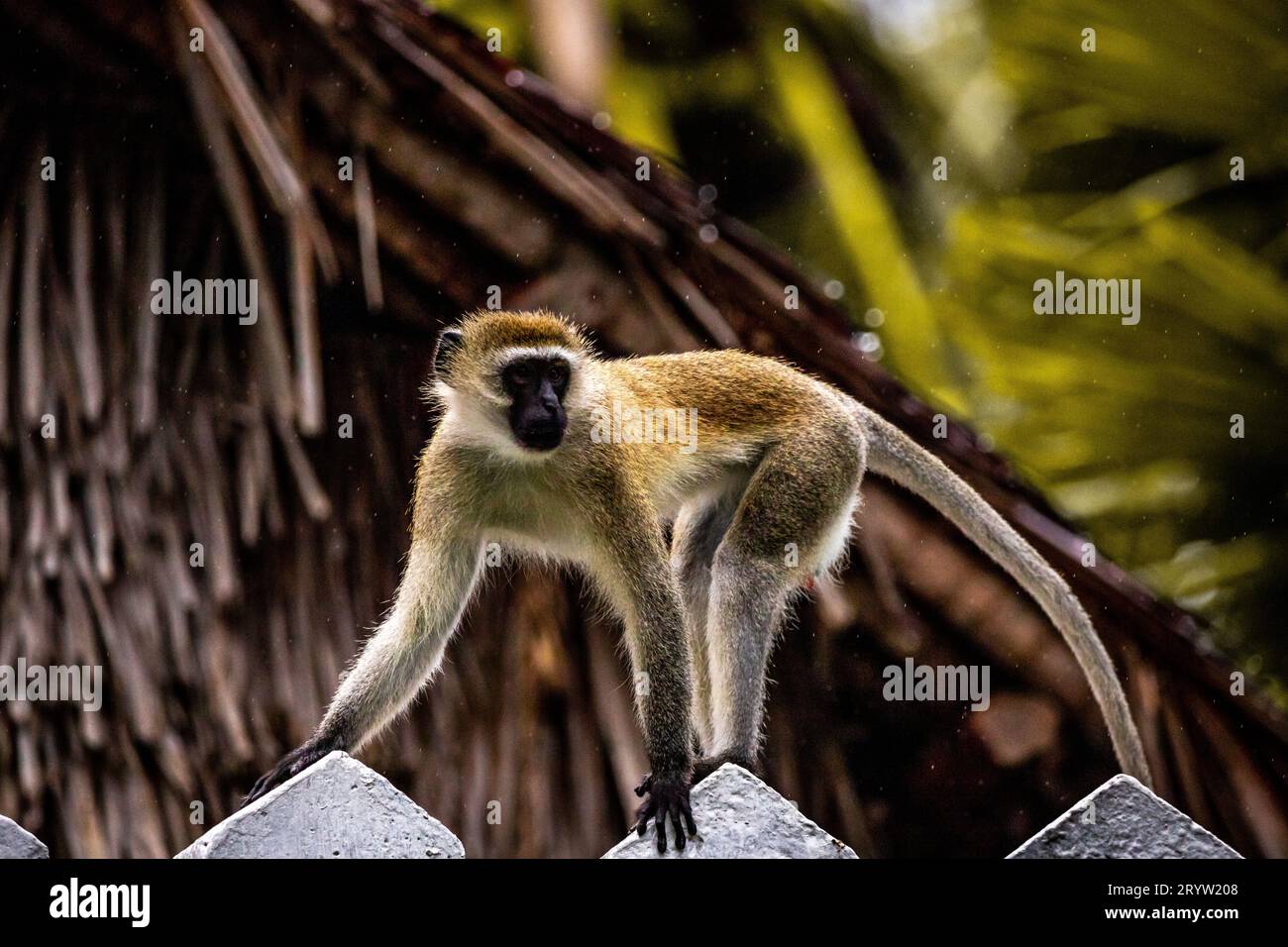 Gang de singes au Kenya, Afrique. Hôtel, un Lodge safari. Bébés singes sous la pluie, macaques Banque D'Images