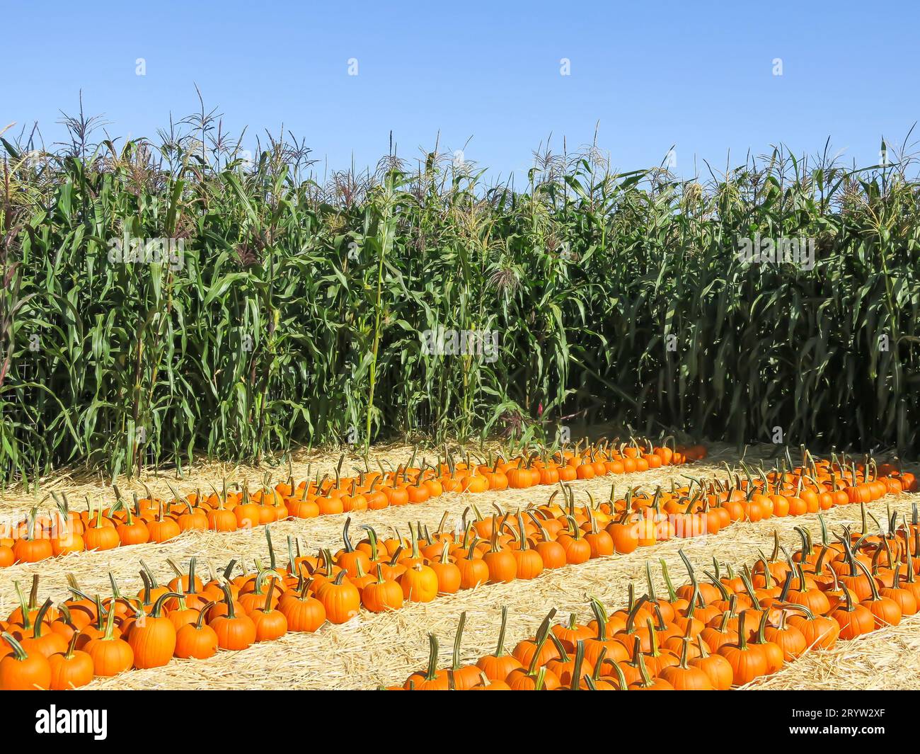 Sugar Baby Pumpkins dans les rangs entourés de tiges de maïs Banque D'Images